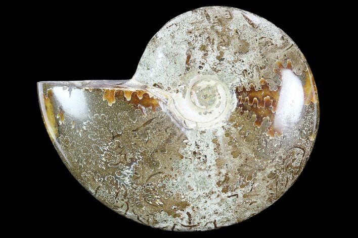 Polished, Agatized Ammonite (Cleoniceras) - Madagascar #119110